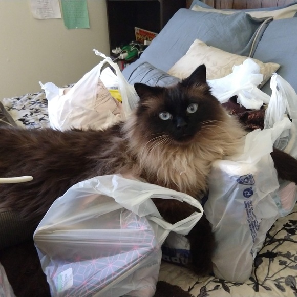 Meet your Posher, Nikki - Picture 4 of 13